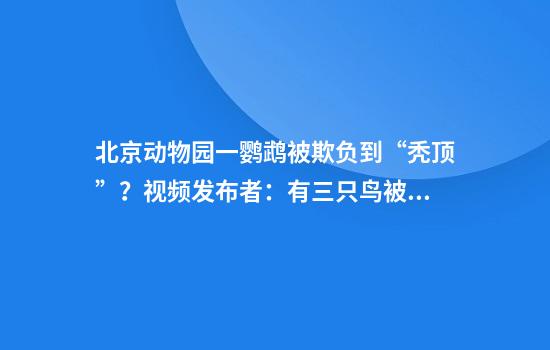 北京动物园一鹦鹉被欺负到“秃顶”？视频发布者：有三只鸟被欺负，这个最惨