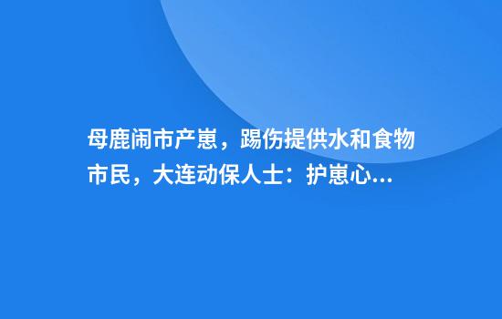 母鹿闹市产崽，踢伤提供水和食物市民，大连动保人士：护崽心切，正在想法送回山里