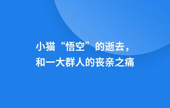 小猫“悟空”的逝去，和一大群人的丧亲之痛